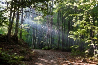 Risque d'incendie : la préfecture interdit l'accès à certaines forêts ce week-end