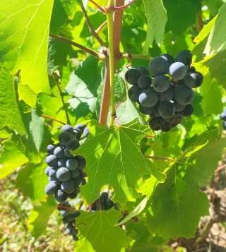Réseau Maturité Beaujolais n°7
