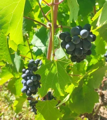 Réseau Maturité Beaujolais n°8