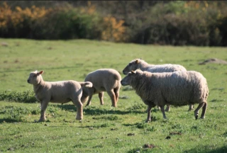 Le cours de l’agneau en nette progression