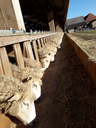 Des constats de gestation aux cornadis