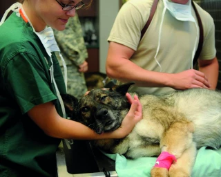 [Exclu web] Une spécialisation mixte « canine-rurale » pour multiplier ses chances