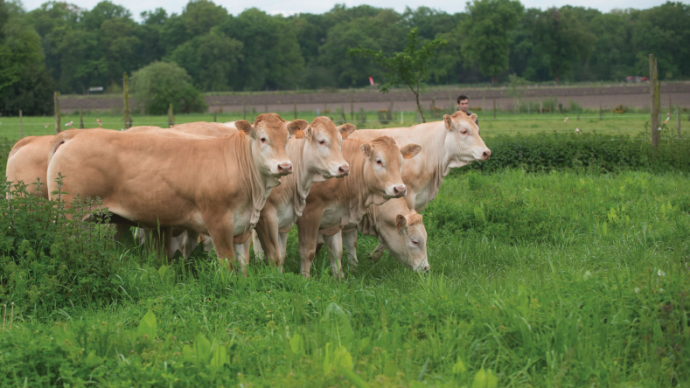 Tuberculose bovine : mesures renforcées face à la hausse des foyers