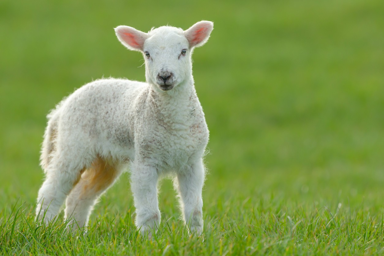 Viande : les cours battent de nouveaux records
