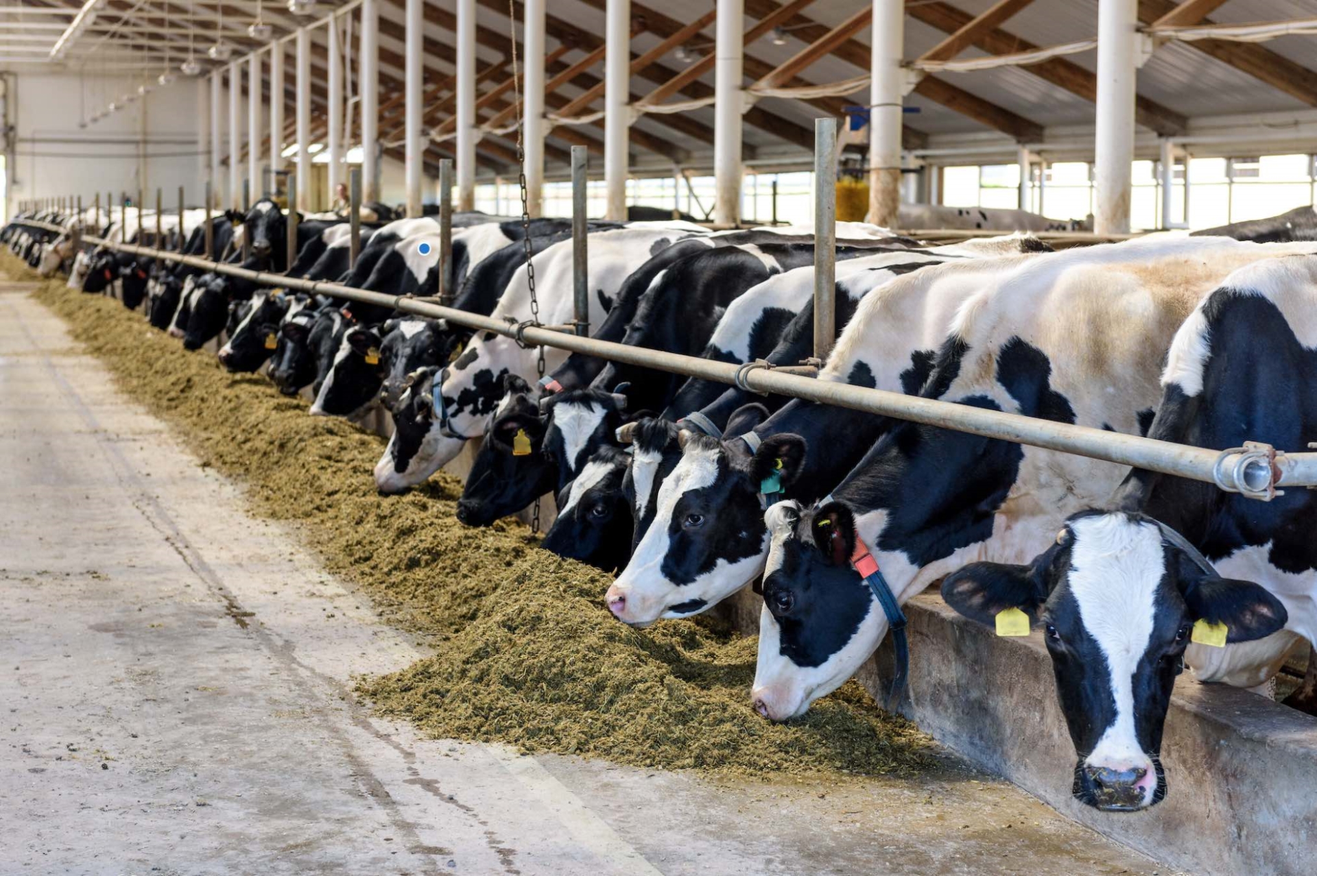 Les éleveurs laitiers sur leurs gardes