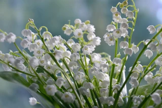 La récolte de muguet a débuté sous de bons auspices