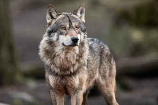 Feu vert au déclassement du statut de protection du loup