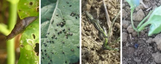 Colza : les ravageurs passés à la loupe