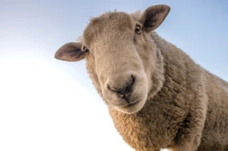 Les priorités des filières animales