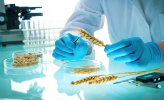 Les céréaliers attendent beaucoup de la génétique