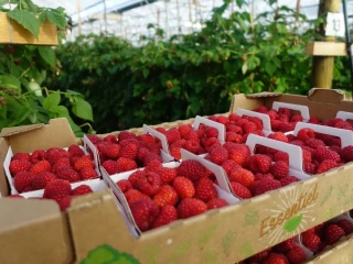 Framboises : production maintenue malgré les canicules