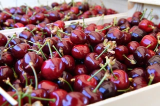 Cerises : des perspectives de récoltes à un niveau normal