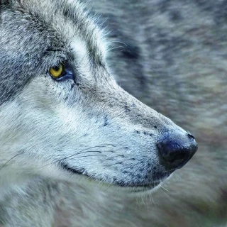 Loup : « L’action de trop »
