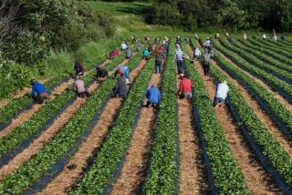  Le travail familial agricole s’érode et le salariat progresse